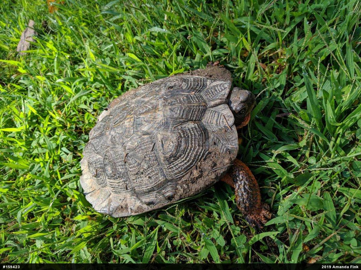 Wood Turtle