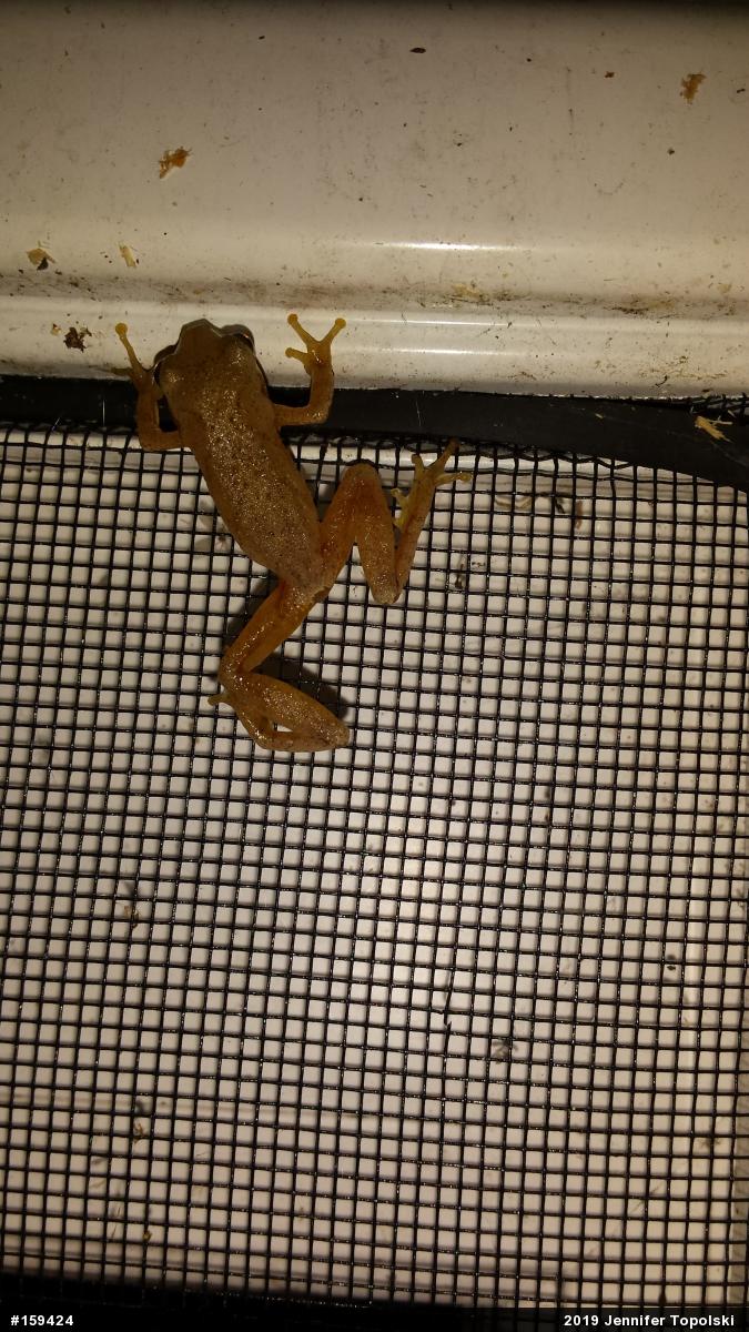 Spring Peeper