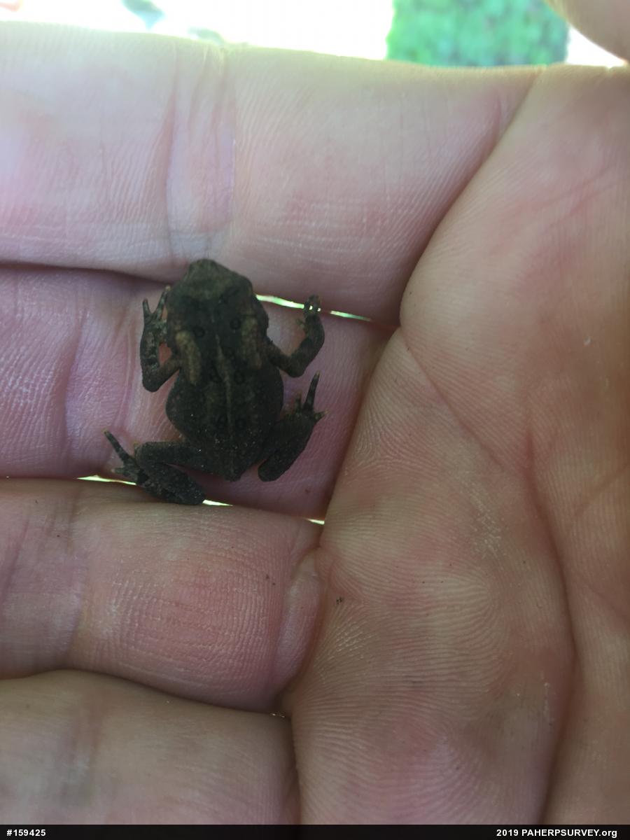 Eastern American Toad