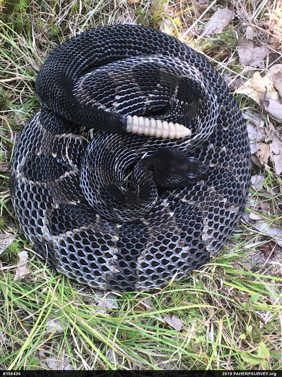 Timber Rattlesnake