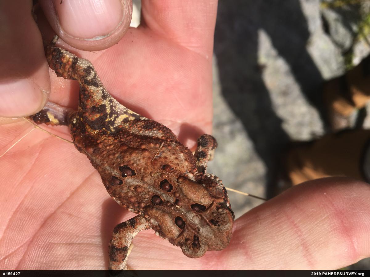 Eastern American Toad
