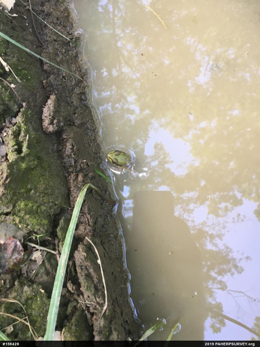Green Frog