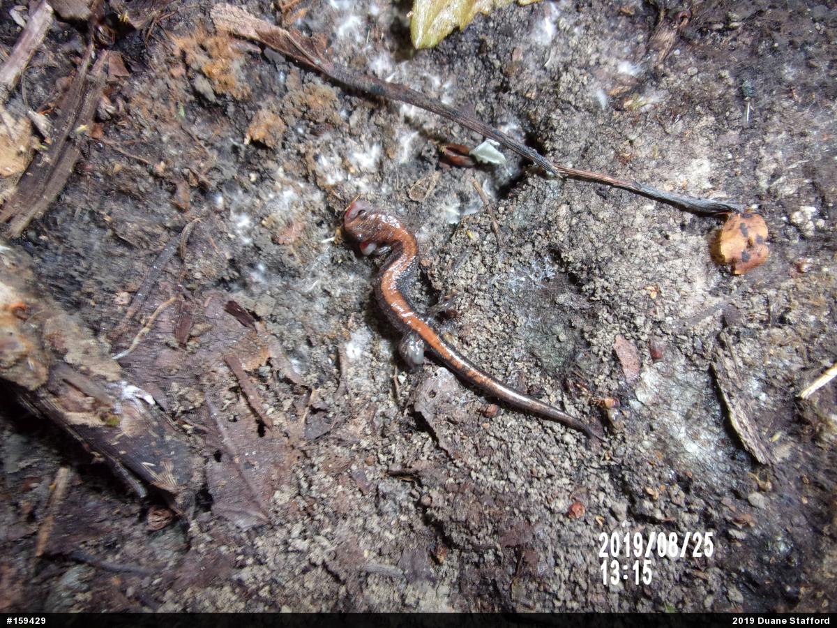 Eastern Red-backed  Salamander