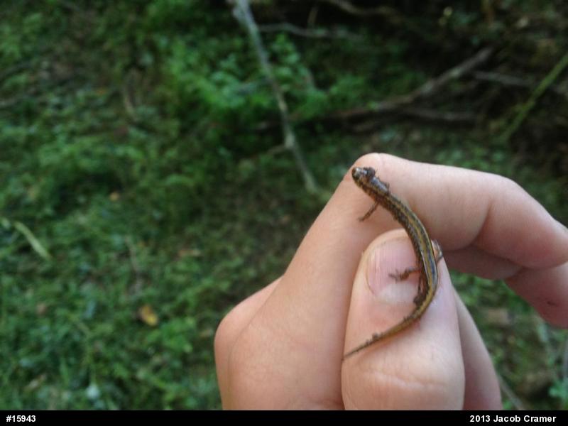 Northern Two-lined Salamander