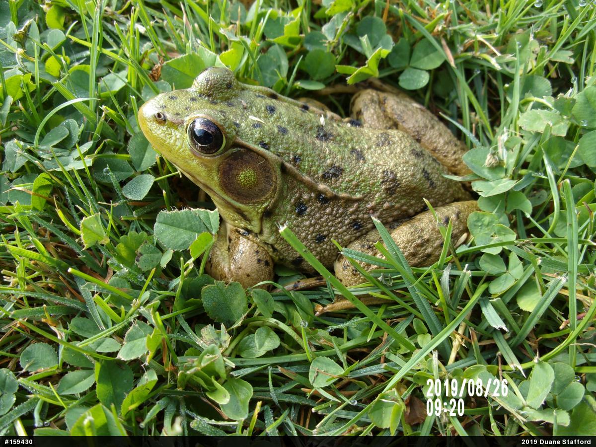 Green Frog
