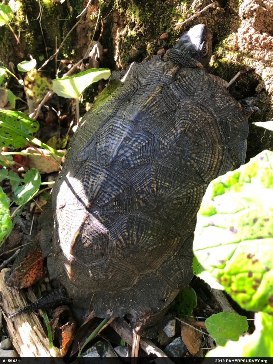 Wood Turtle