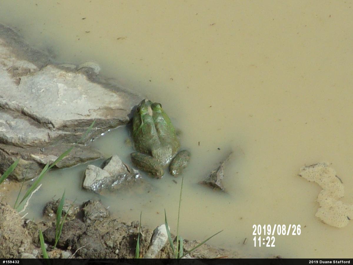 American Bullfrog