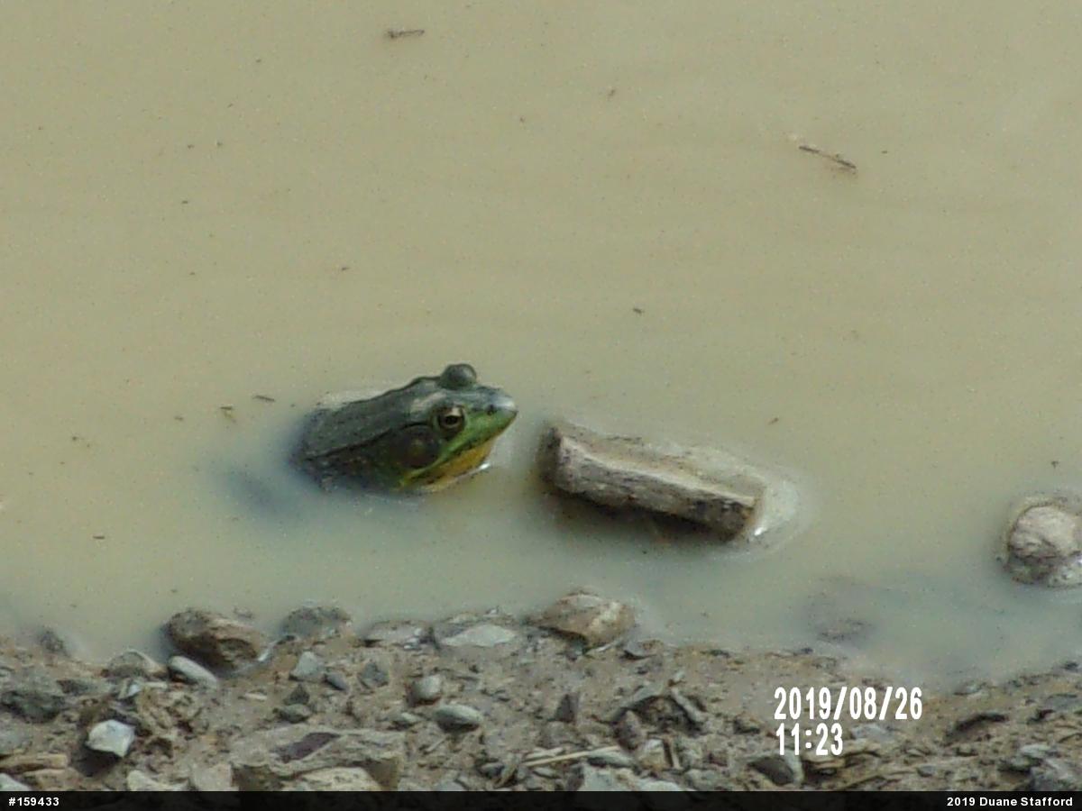 Green Frog