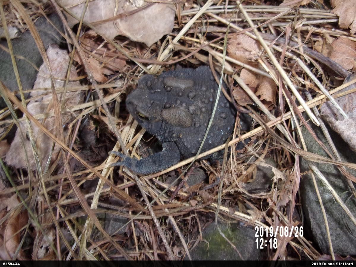 Eastern American Toad