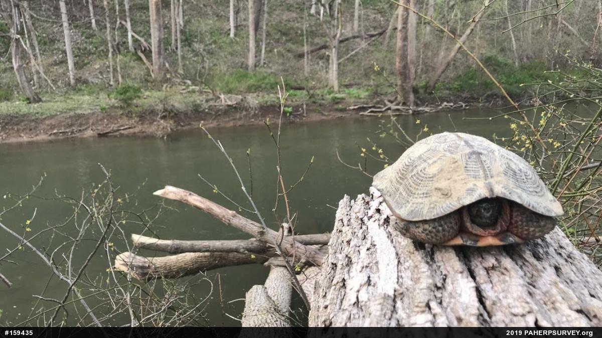 Wood Turtle