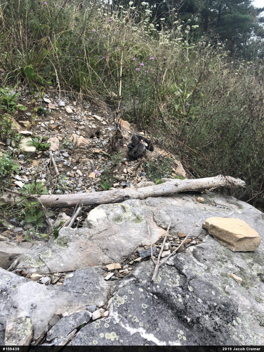 Timber Rattlesnake