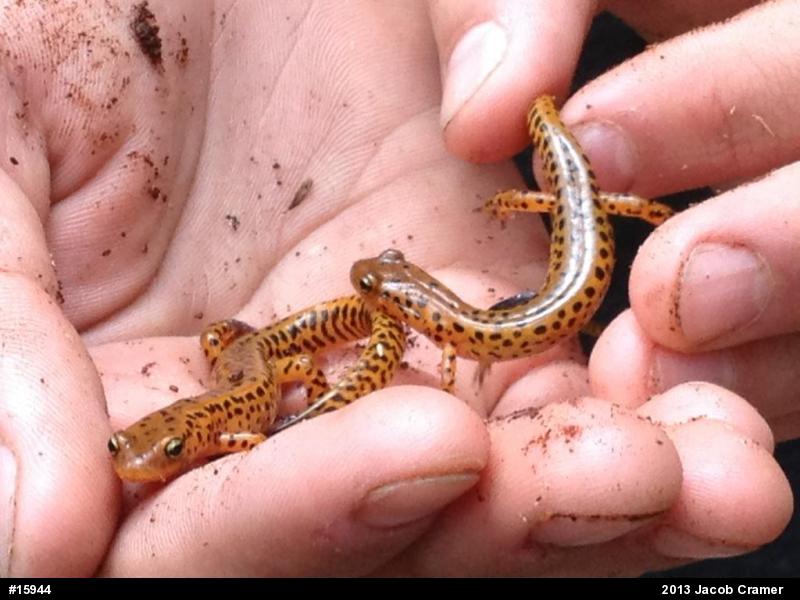 Eastern Long-tailed Salamander