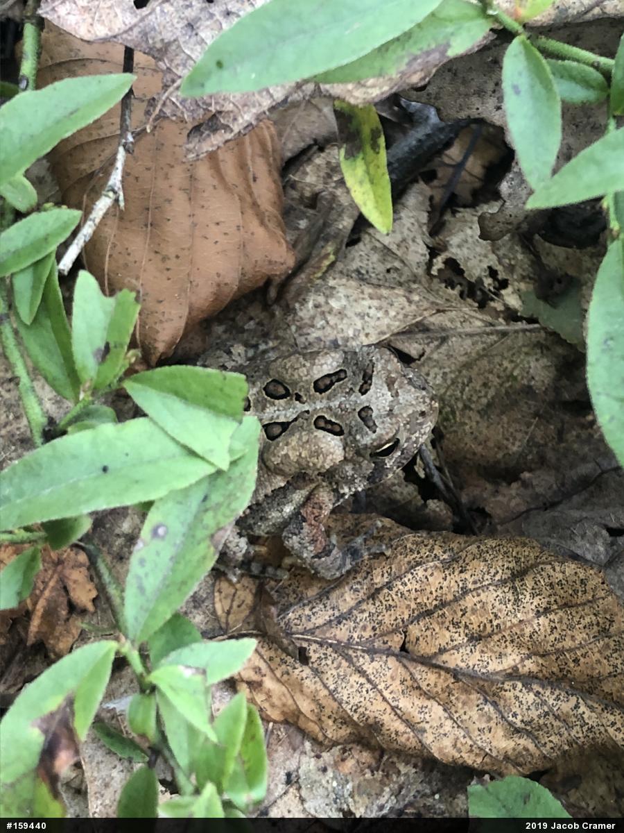 Eastern American Toad