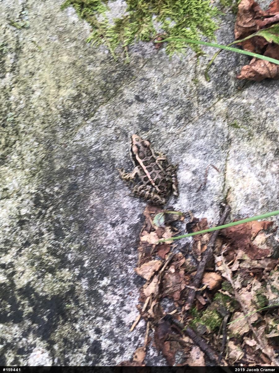 Pickerel Frog