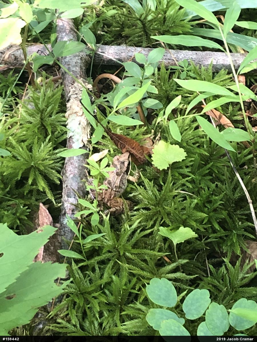 Wood Frog