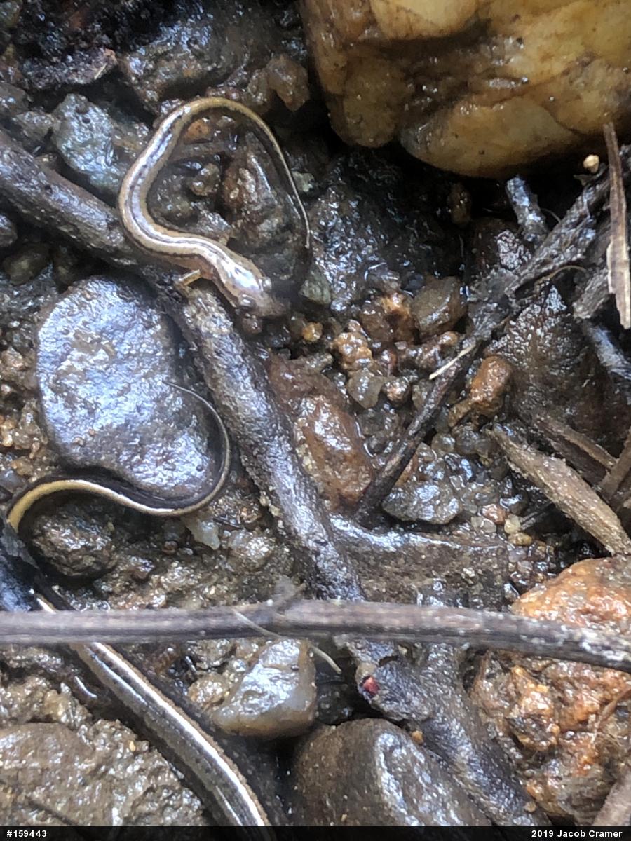 Northern Two-lined Salamander
