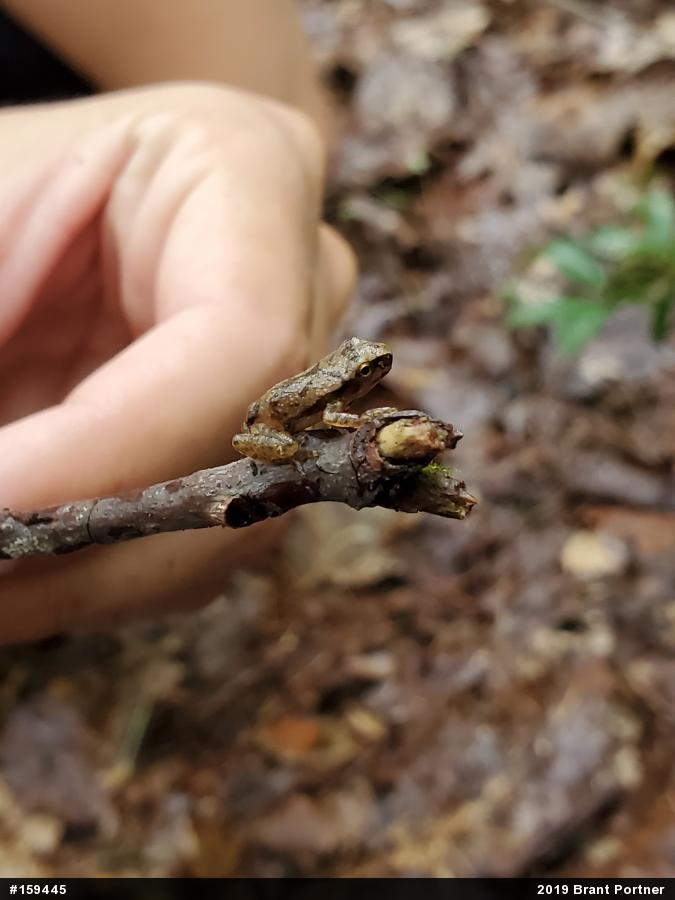 Spring Peeper