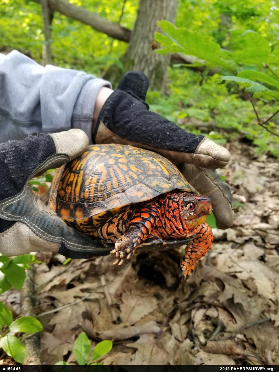 Eastern Box Turtle