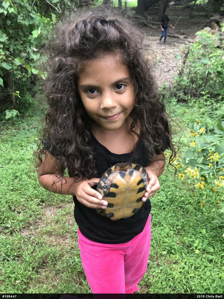 Wood Turtle