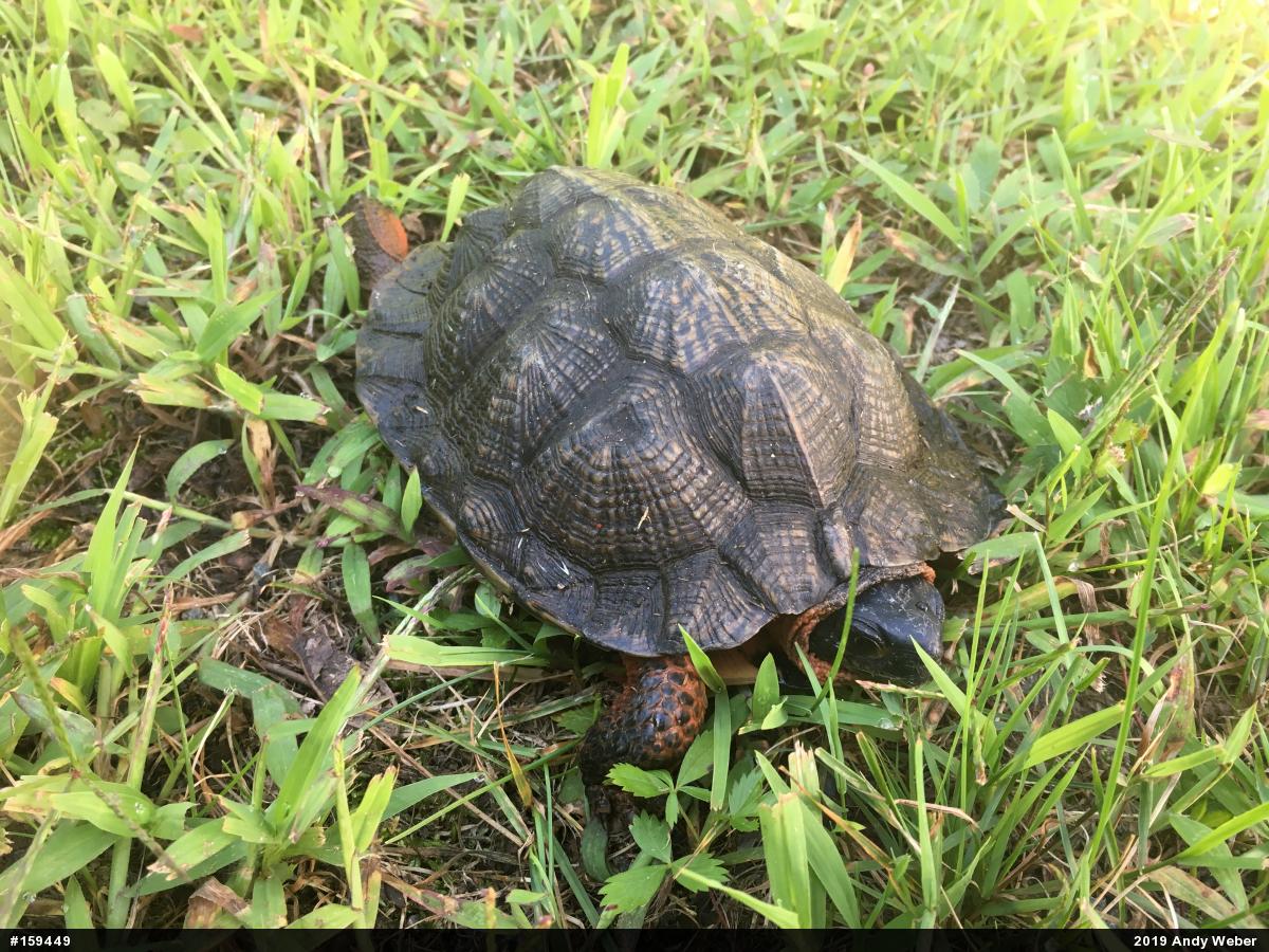 Wood Turtle