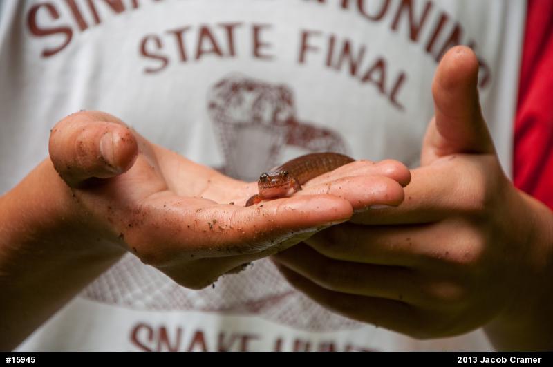 Northern Spring Salamander
