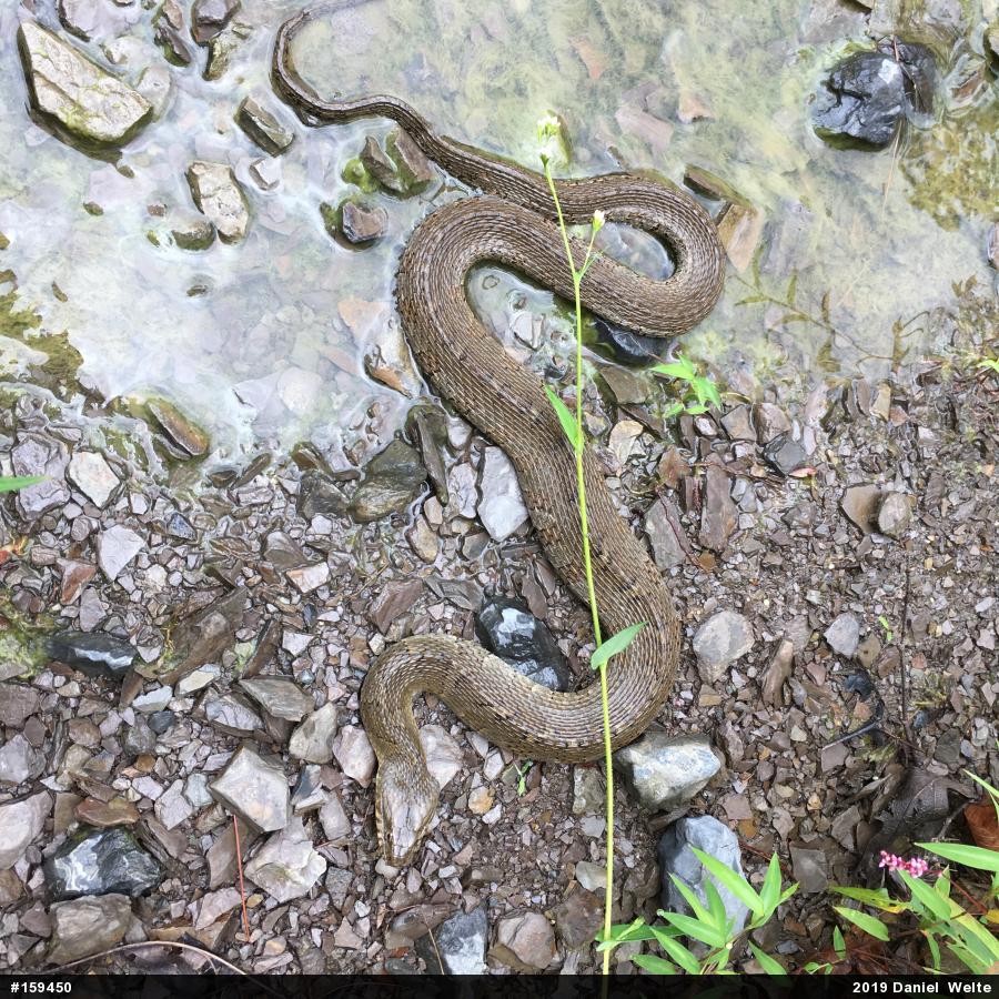 Northern Watersnake
