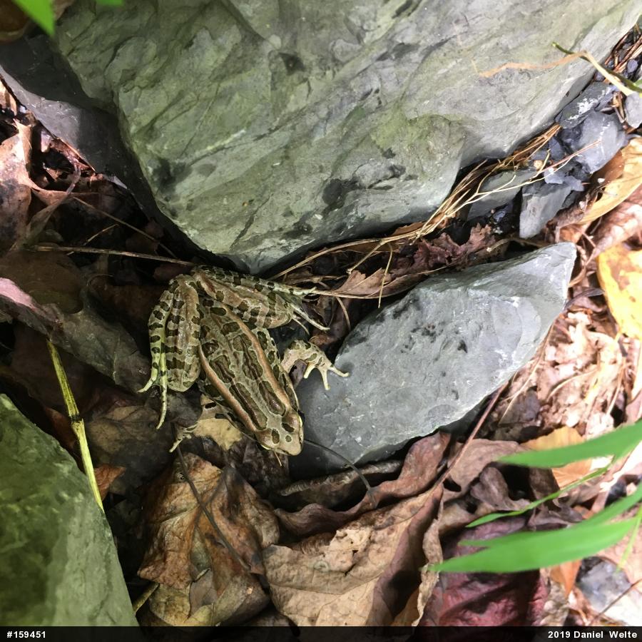 Pickerel Frog