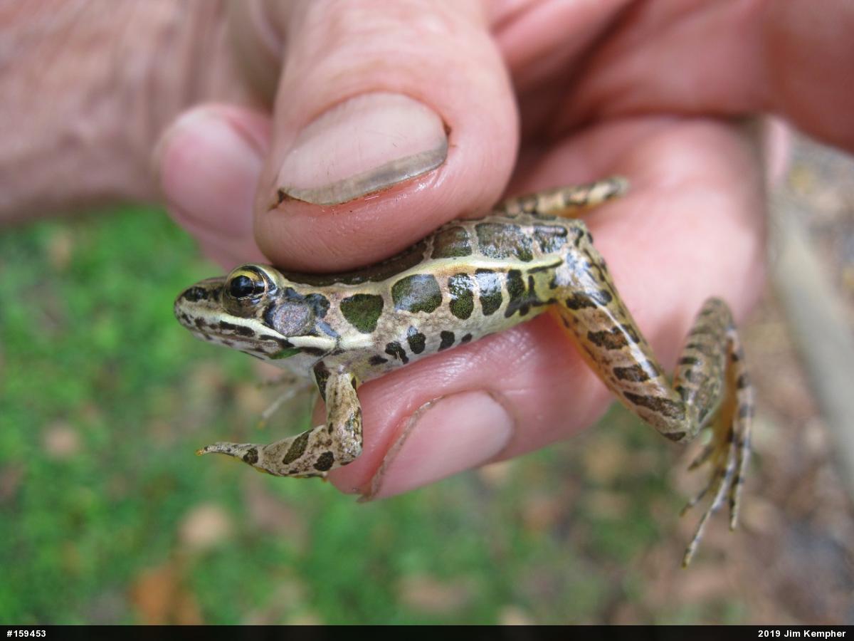 Pickerel Frog