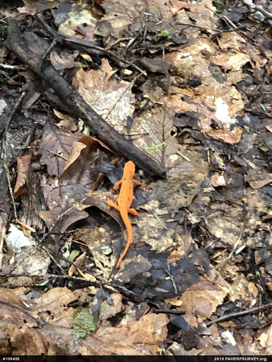 Red-spotted Newt