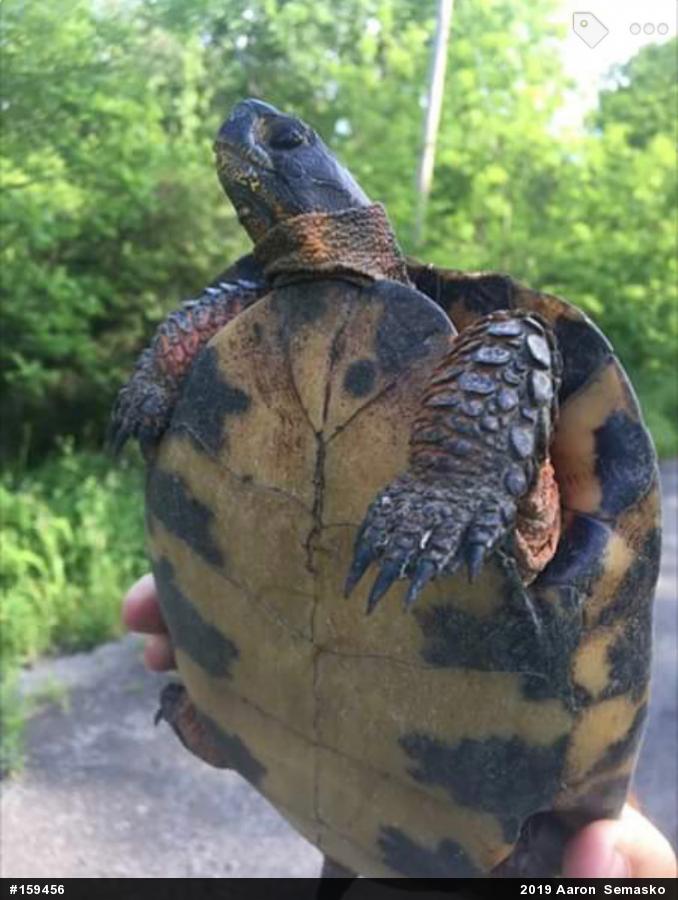 Wood Turtle