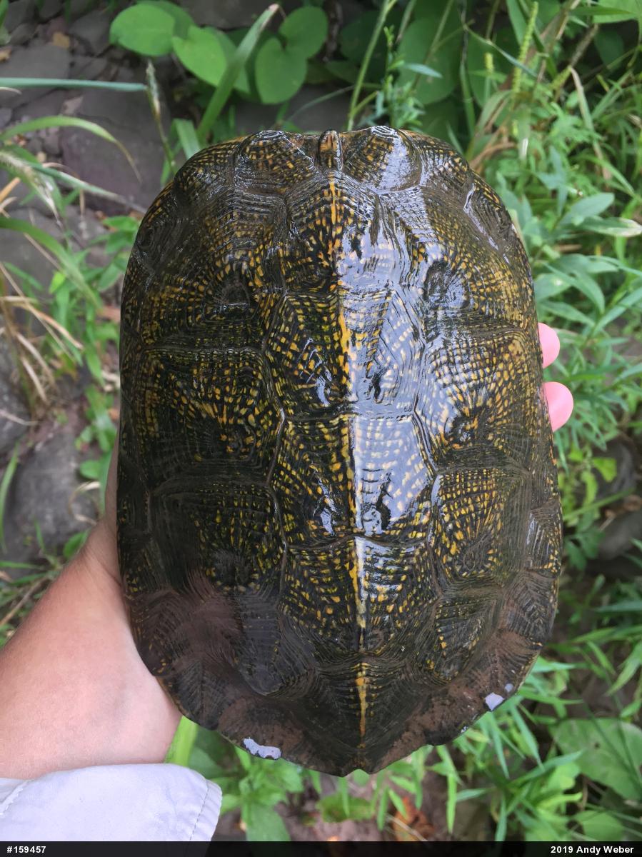 Wood Turtle