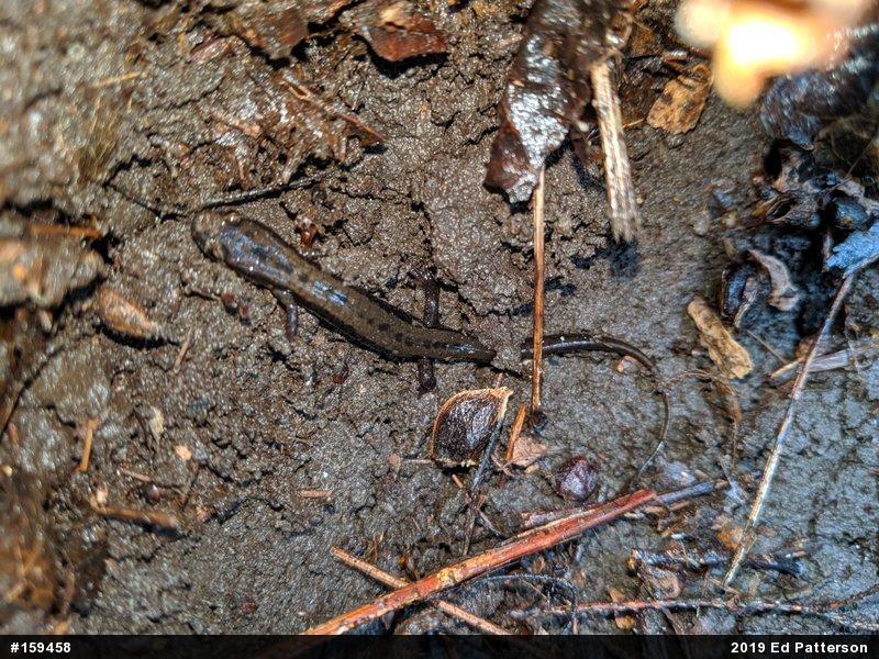 Allegheny Mountain Dusky Salamander