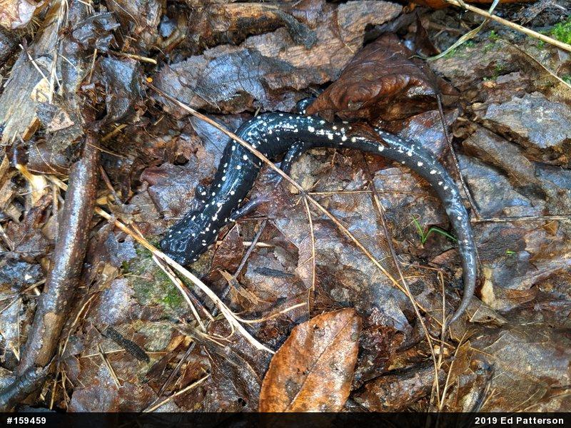 Northern Slimy Salamander