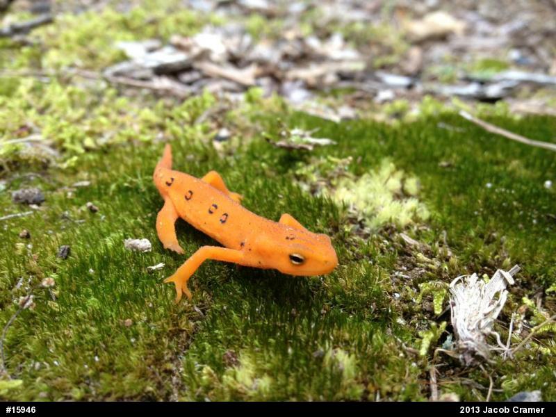 Red-spotted Newt