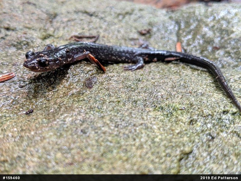 Wehrle's Salamander