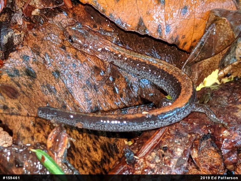 Eastern Red-backed  Salamander