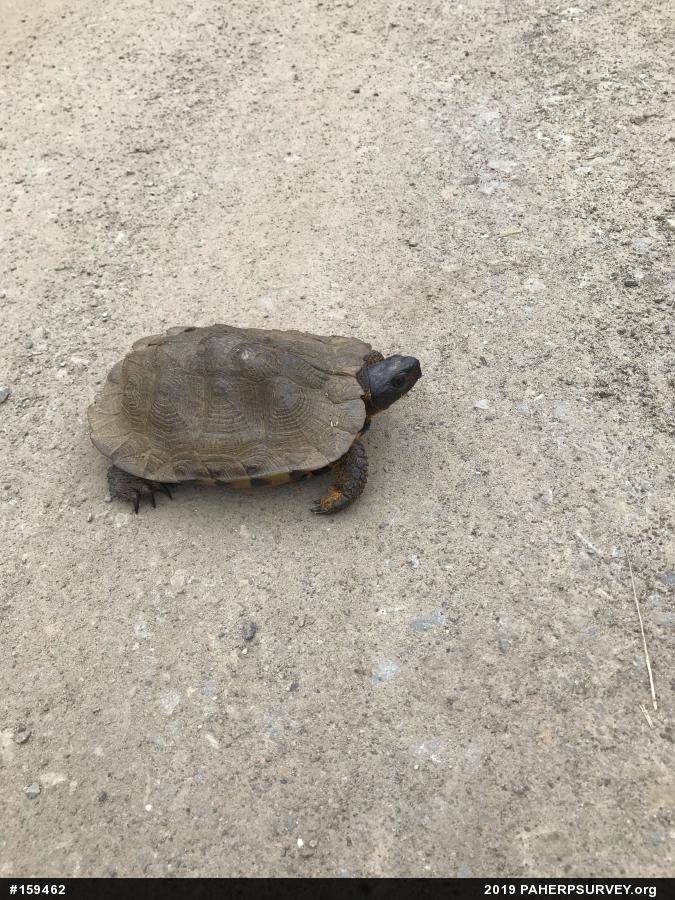 Wood Turtle