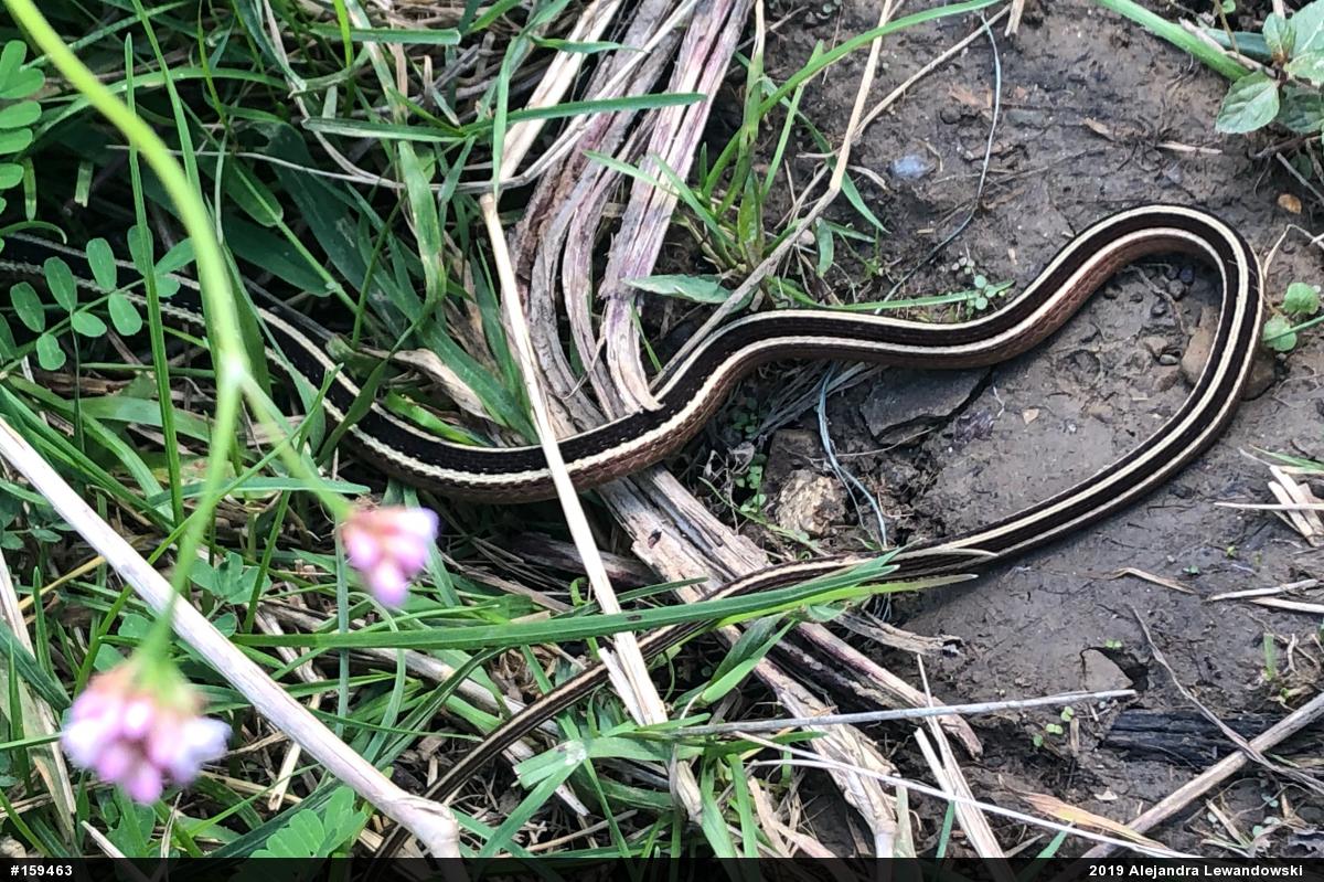 Northern Ribbonsnake