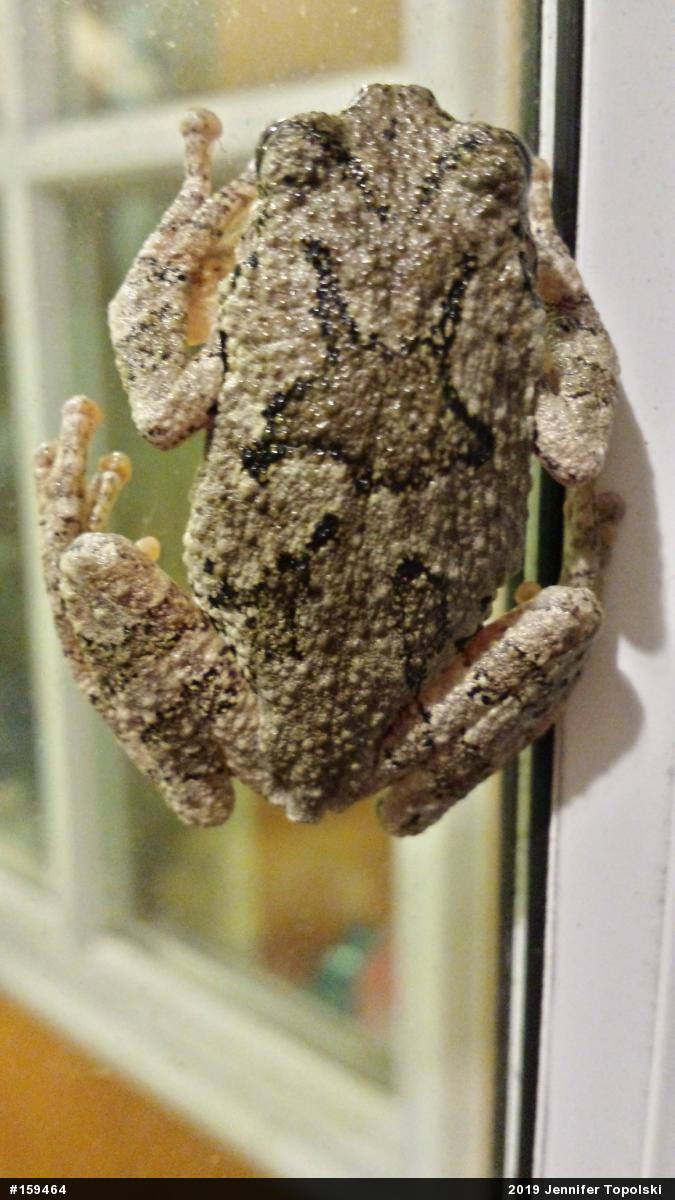 Unknown Gray Treefrog