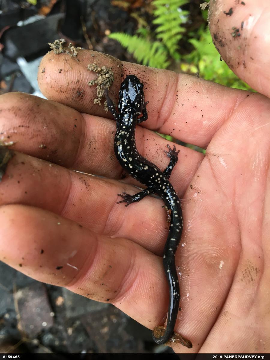 Northern Slimy Salamander