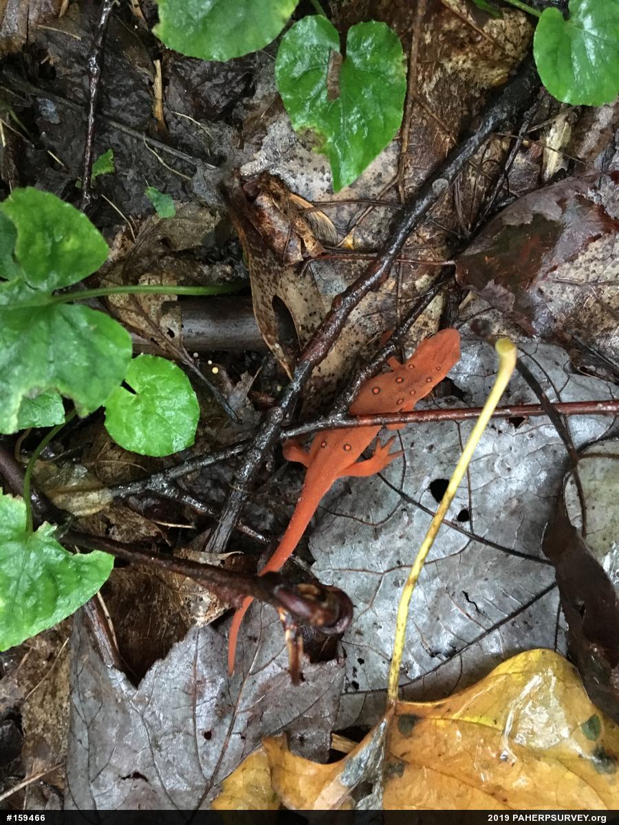 Red-spotted Newt