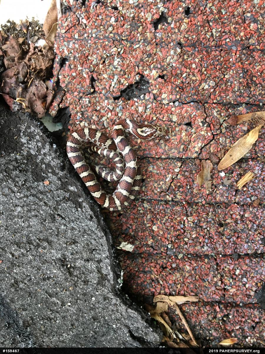 Eastern Milksnake