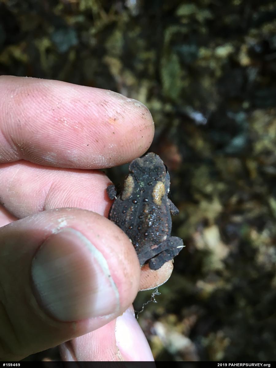 Eastern American Toad