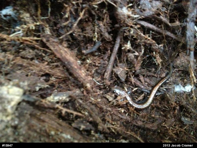 Eastern Red-backed  Salamander