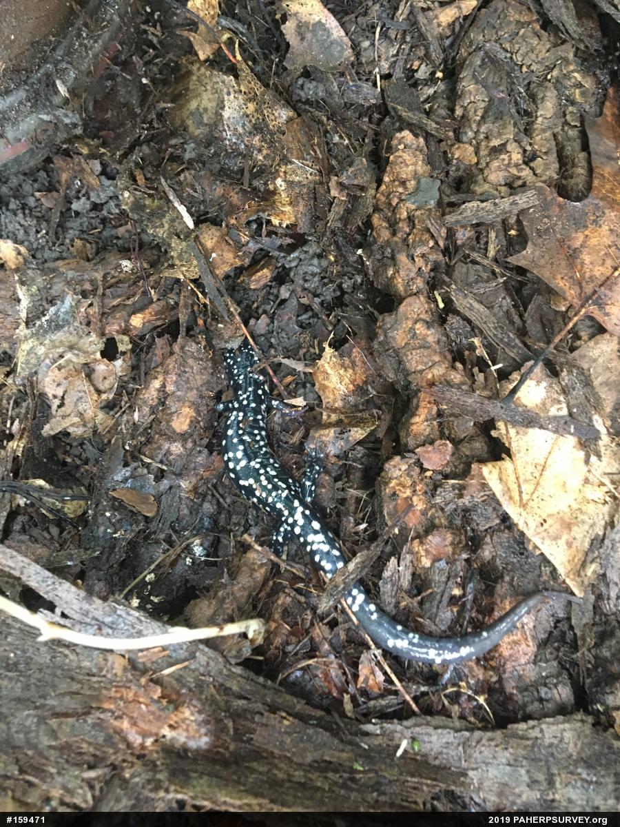 Northern Slimy Salamander