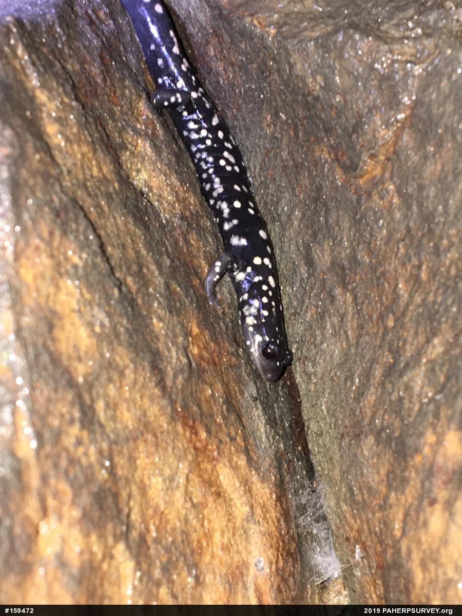Northern Slimy Salamander