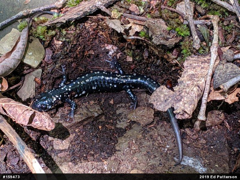 Northern Slimy Salamander