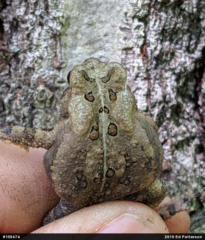 Eastern American Toad