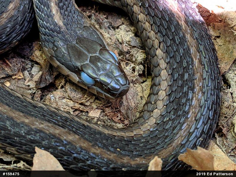 Eastern Gartersnake