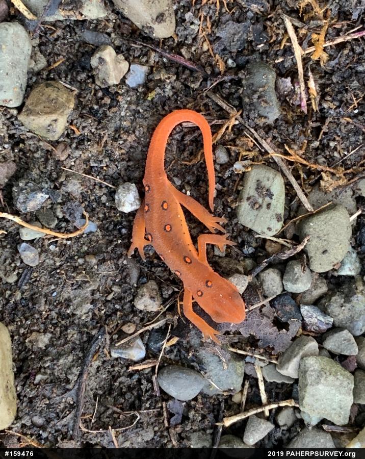 Red-spotted Newt